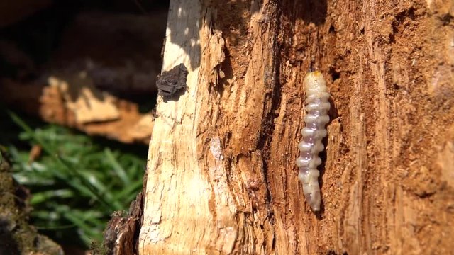 Big roundheaded borers woodcutter (Cerambycidae), larva of the Longhorned Beetle, construction wooden beams destroyed by insect attack, disease of the tree, pests of wood