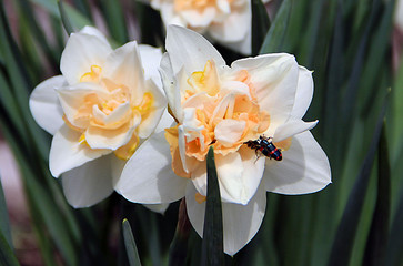 Two black beetles with red stripes sitting on two white flowers