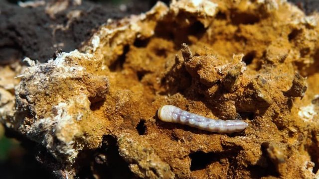 Big roundheaded borers woodcutter (Cerambycidae), larva of the Longhorned Beetle, construction wooden beams destroyed by insect attack, disease of the tree, pests of wood