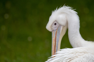 Great White Pelican (Pelecanus onocrotalus)