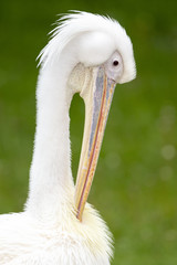 Great White Pelican (Pelecanus onocrotalus)