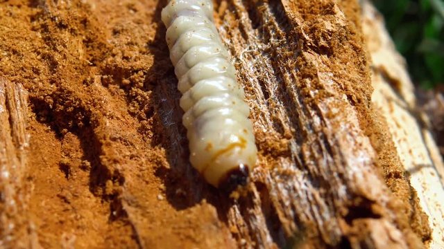 Big roundheaded borers woodcutter (Cerambycidae), larva of the Longhorned Beetle, construction wooden beams destroyed by insect attack, disease of the tree, pests of wood