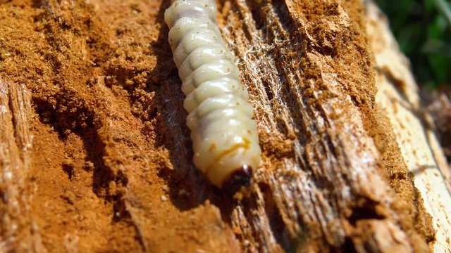 Big roundheaded borers woodcutter (Cerambycidae), larva of the Longhorned Beetle, construction wooden beams destroyed by insect attack, disease of the tree, pests of wood