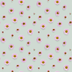 Seamless pattern from plants, pink chrysanthemum flowers on green background, flat lay, top view.