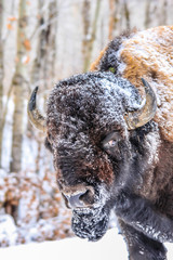 Bison with snow on the face close up, Elk Island National Park, Alberta, Canada