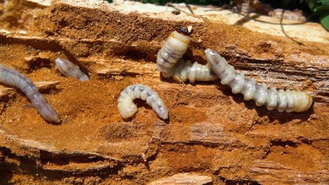 Big roundheaded borers woodcutter (Cerambycidae), larva of the Longhorned Beetle, construction wooden beams destroyed by insect attack, disease of the tree, pests of wood