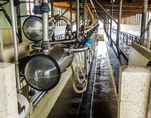 Dairy farm operation, New Zealand