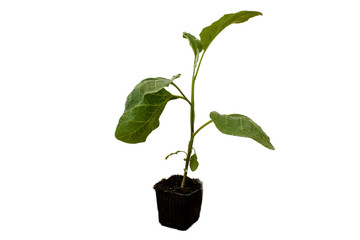 Small eggplant plant in black pot on white background