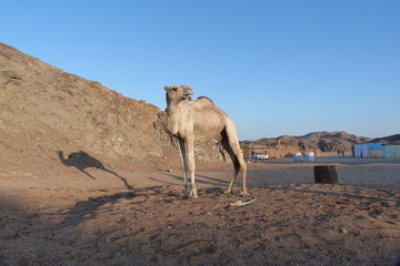 Kamel in Wüste.
