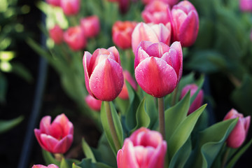 Field of tulips close-up. Pink flowers with dew drop on petals. Shallow depth of field