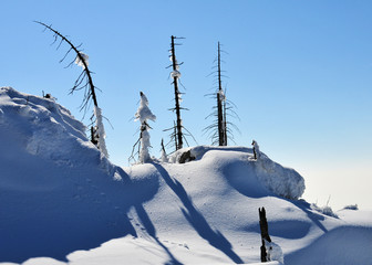 Bayerischer Wald tote Bäume Borkenkäfer Winter