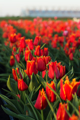 Obraz premium Field of tulips close-up. Many red flowers. Shallow depth of field