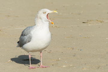 Insel Langeoog