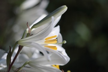 White lilies. Selective focus.

