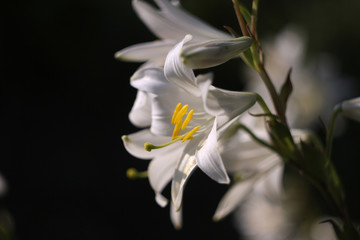 White lilies. Selective focus.


