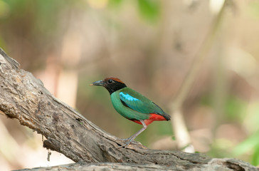 Hooded Pitta