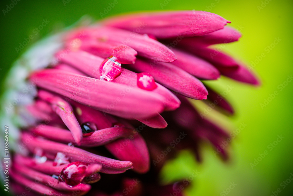 Wall mural title: macro gerbera daisy in red bursting to bloom just after rain. soft focus background