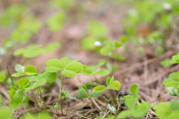 green fresh clover background