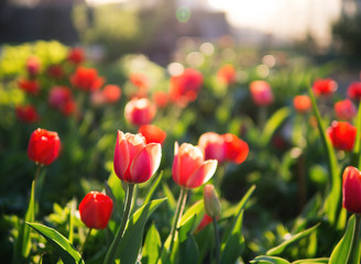 Fototapeta premium Beautiful red tulips in the garden. Lots of red flowers at sunset background