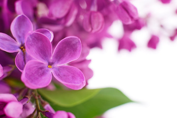 Violet lilac flower.
