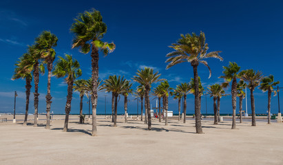 Palmen am Strand von Valencia © Thomas