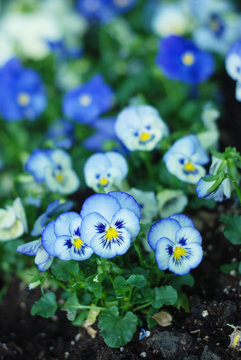 Lovely Blue Spring Garden flowers Pansy Isoalted Sun