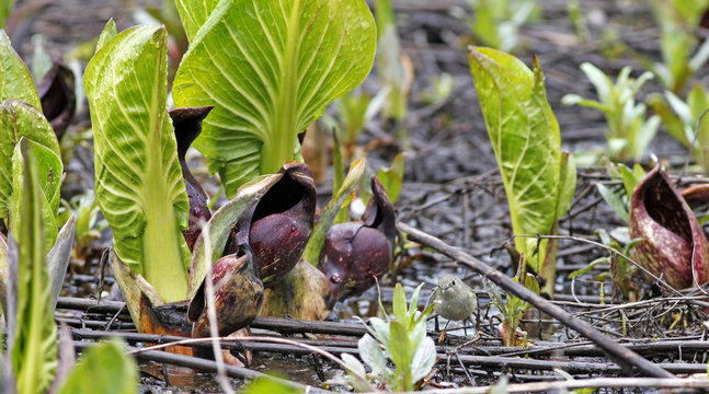 chou-puant et roitelet &agrave; couronne rubis