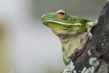 Tree frog whitelips
