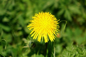 maiblume