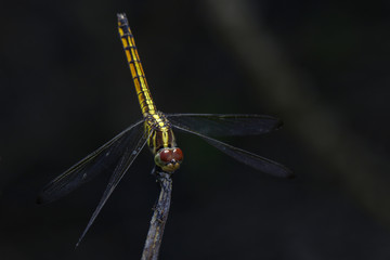 Image of crimson dropwing dragonfly(female)/Trithemis aurora on a branch on nature background. Insect. Animal