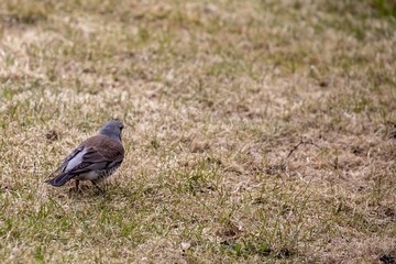 Obraz premium Turdus pilaris in Northern Norway