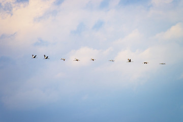 北陸にやってきたマナヅル