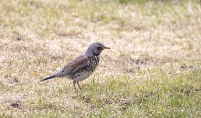 Obraz premium Turdus pilaris in Northern Norway 
