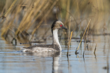 Silvery Grebe , Patagonia, Argentina