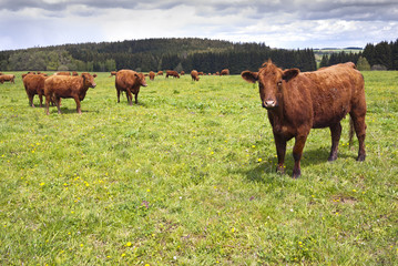 Cattle on pasture