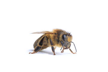 abeille 