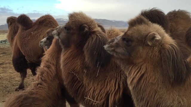 Male Bactrian Camel Spitting in Ulgii, Western Mongolia
