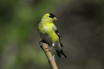 Obraz premium Curiosity is a Goldfinch