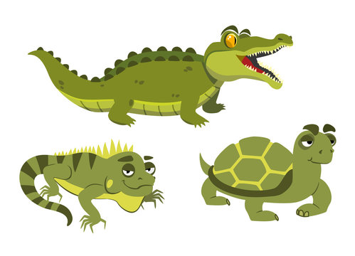 alligator, iguana and turtle on white background
