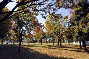 秋の公園イメージ　市民芸術村