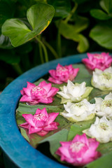 Thai Lotus Flowers in water pot for decoration in the garden. asian style.