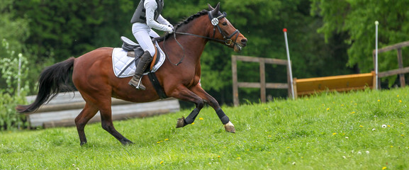 Horse with rider in a meadow galloping on a versatility competition..