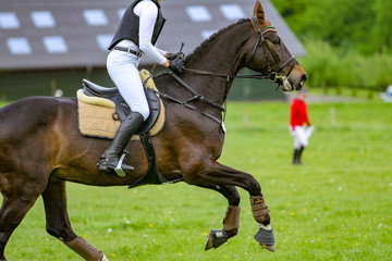 Horse with rider in a meadow galloping on a versatility competition..