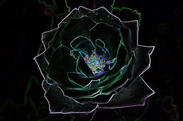 
Abstract drawing of a rose in gloomy colors using computer processing.