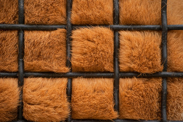 animal fur
