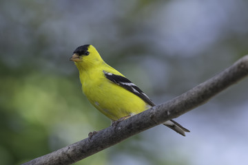 Obraz premium Male American Goldfinch in Breeding Colors