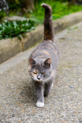 Obraz premium street cat eats sausage, the concept of homeless animals