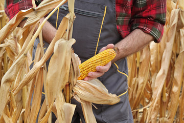 Farmer or agronomist examining corn plant in field, harvest time