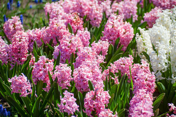 Obraz premium hyacinth