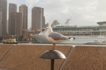 Portraitaufnahme einer Möwe im Hafen von Sydney mit Kreuzfahrtschiff im Hintergrund fotografiert...